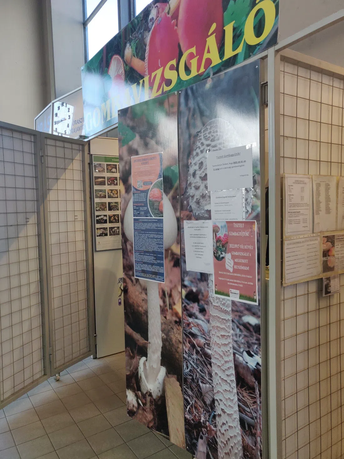 Wild Mushroom Stand & Gomba-vizsgáló, Budapest