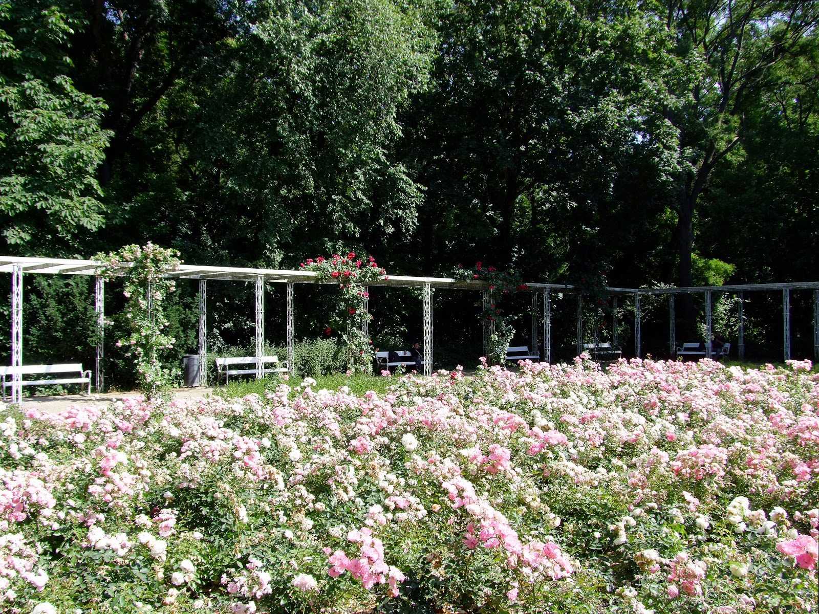 Margitszigeti Rózsakert (Rose Garden), Budapest
